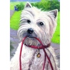 Prima mea minipictura pe numere junior - Catel Westie