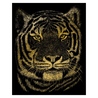 Gravura aurie-Cap de tigru 21x30 cm