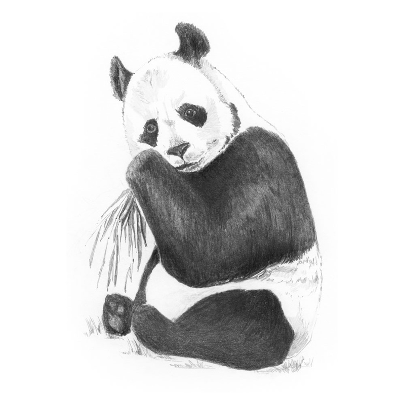 schita creion mica incapatori Panda