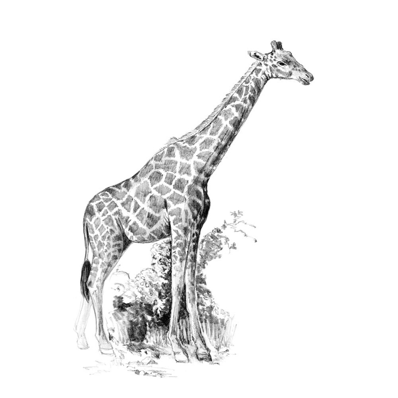 Crochiu incepatori-Girafa cu ghidare