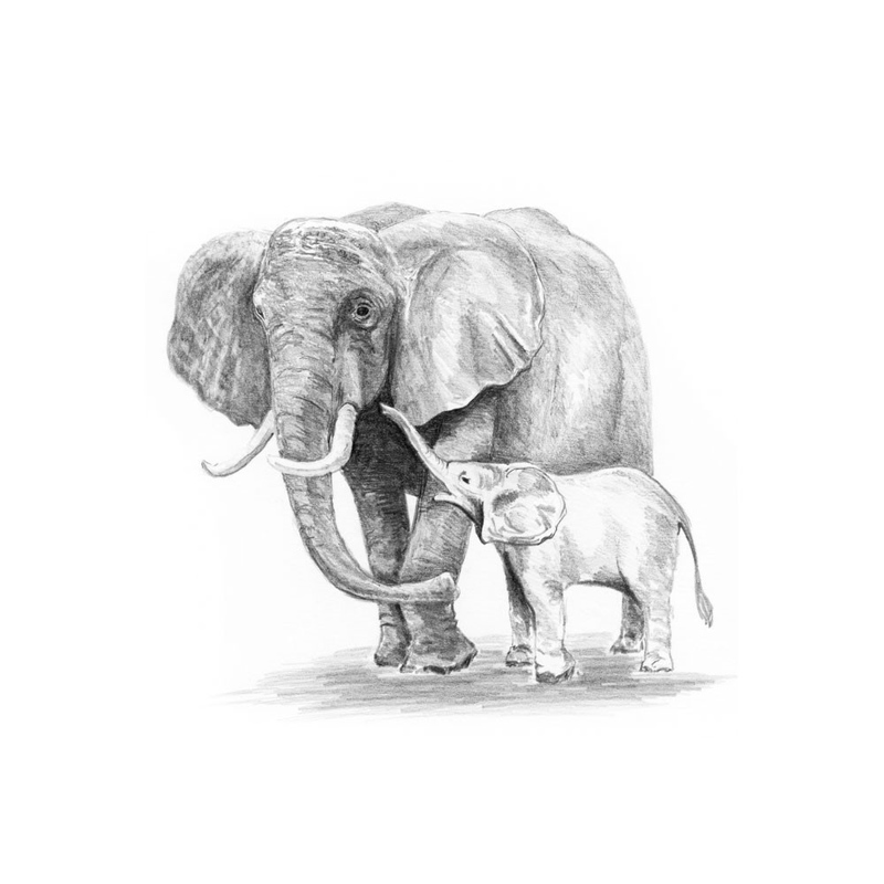 schita (crochiu) icreion incepatori Elefant cu pui