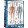 Puzzle 1000 piese Circulatory System