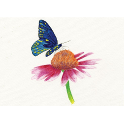 Set invata sa pictezi/desenezi - Fluturi si flori