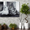 Set pictura pe numere (panza) Pisici alb negru 40x50 cm