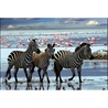 Puzzle 1000 piese Safari Zebre